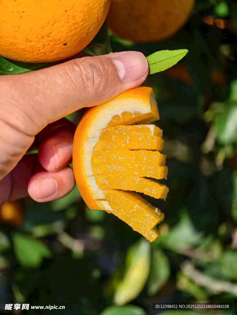 手剥多汁橙子特写