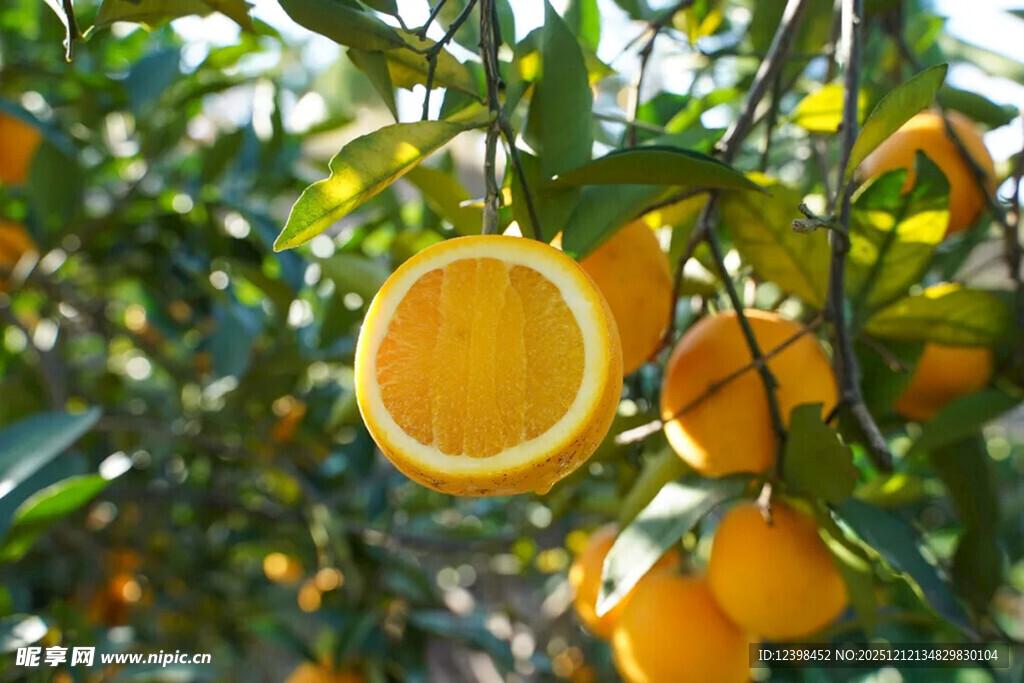 果园中挂着的新鲜橙子