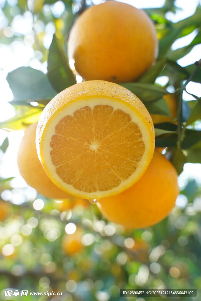 树上饱满多汁的新鲜橙子