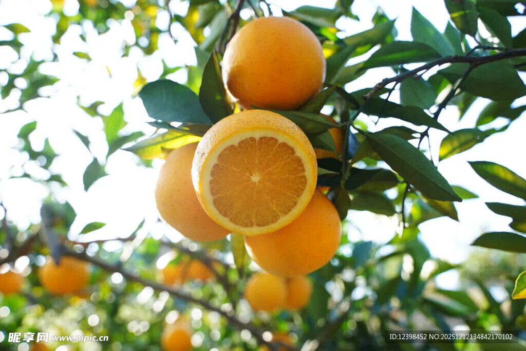 枝头饱满的新鲜橙子