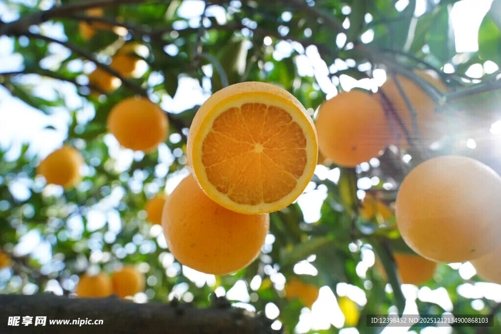 枝头饱满多汁的新鲜橙子