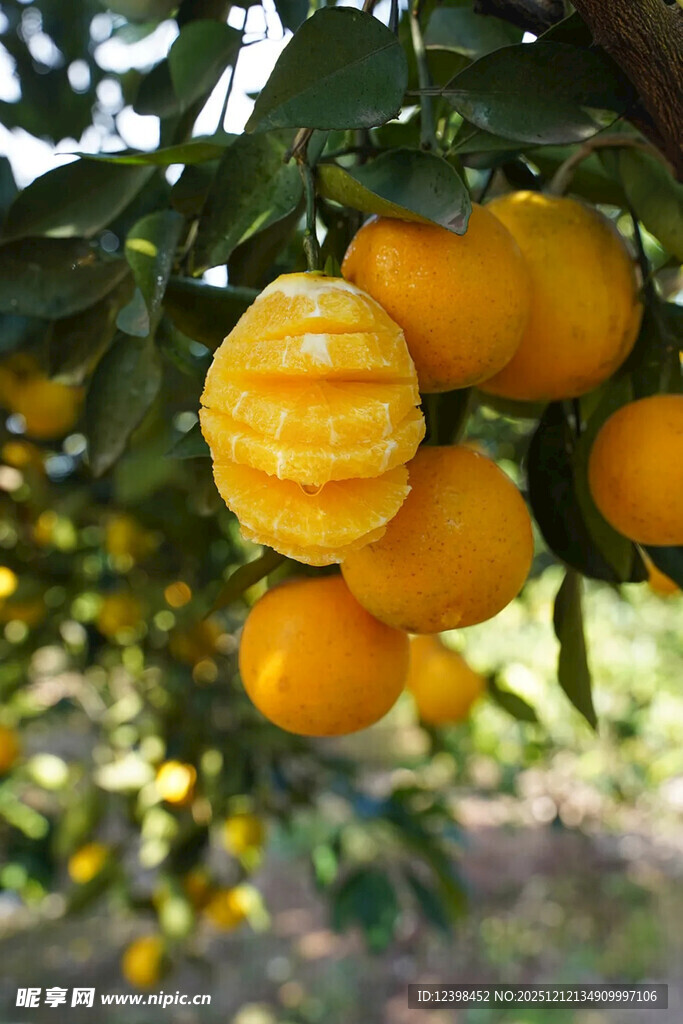 树上饱满多汁的新鲜柑橘