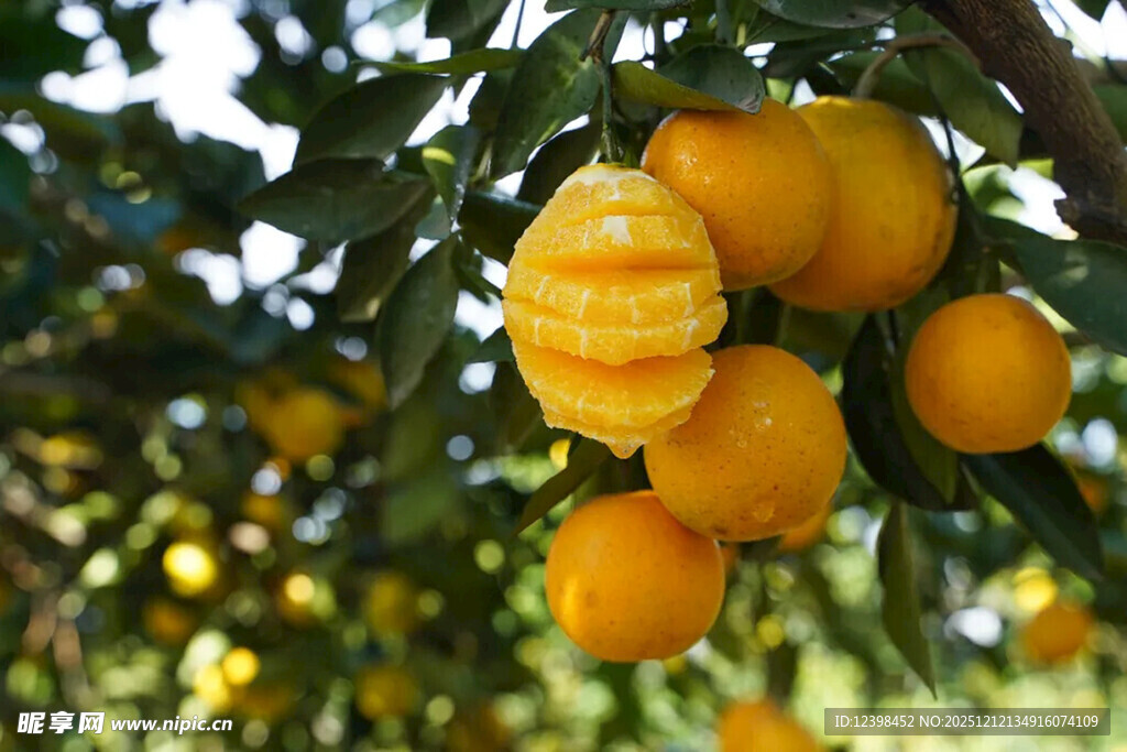 树上饱满的金黄柑橘