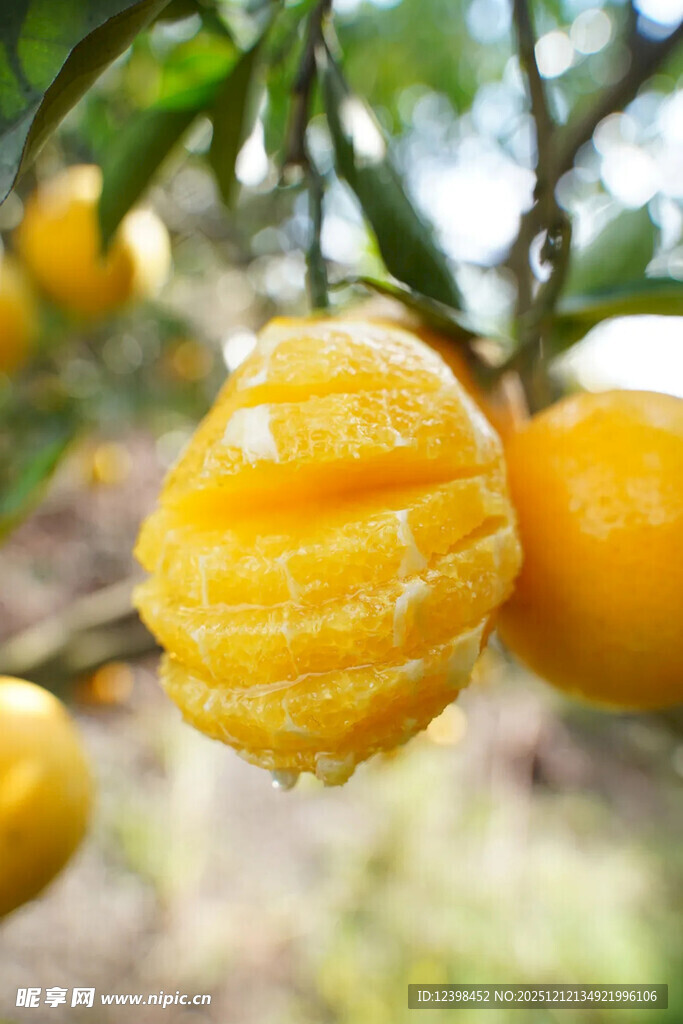 树上剥开的新鲜黄橘子
