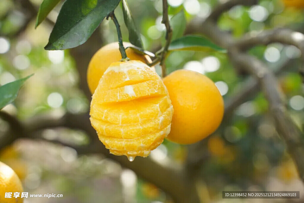 树上剥开的新鲜黄澄澄橘子