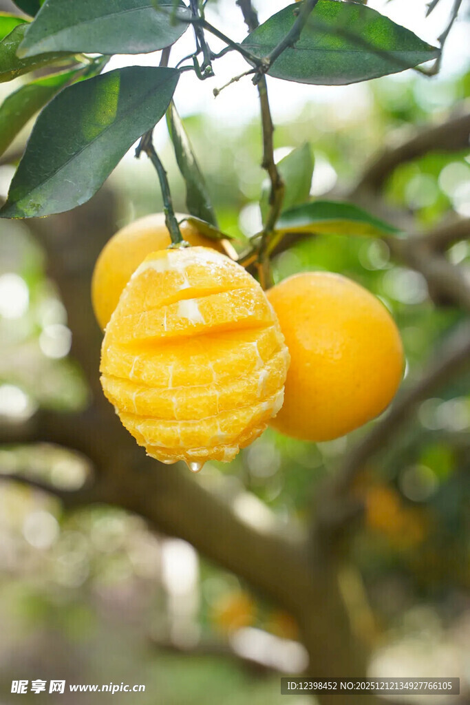 树上剥开的新鲜黄澄澄柑橘