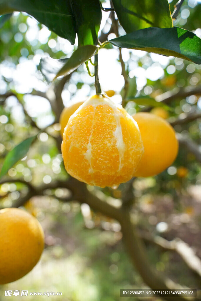 树上饱满的新鲜黄橘子