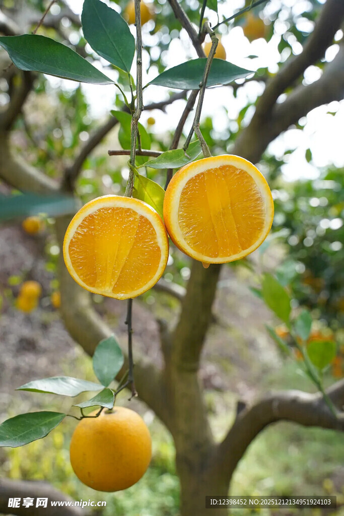 枝头挂着的新鲜黄澄澄橘子