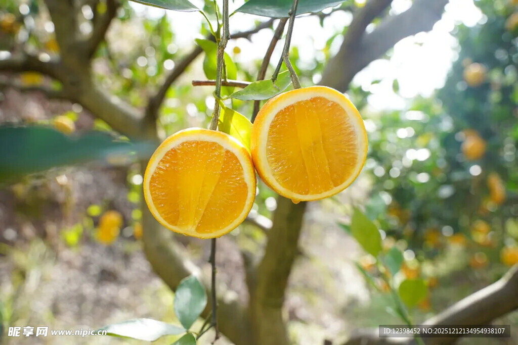 树上切开的新鲜黄橙