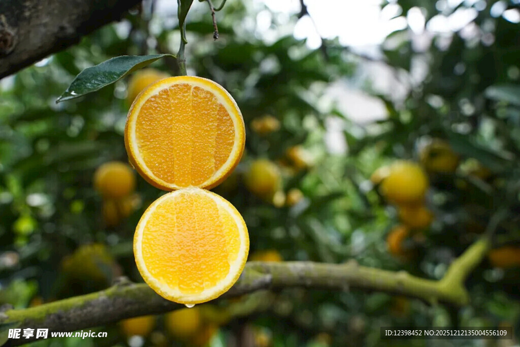 枝头切开的新鲜黄澄澄橙子