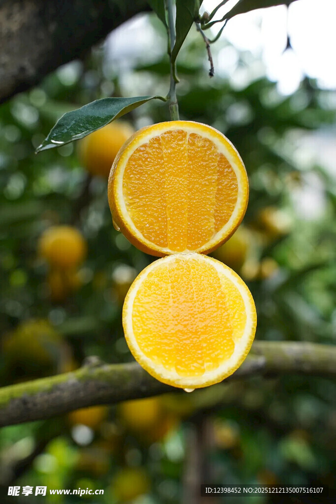 树上切开的新鲜黄橙