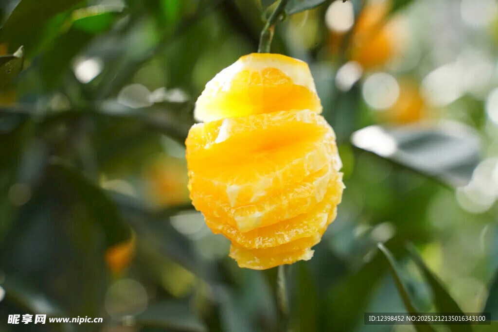 剥开的黄橙挂在枝头