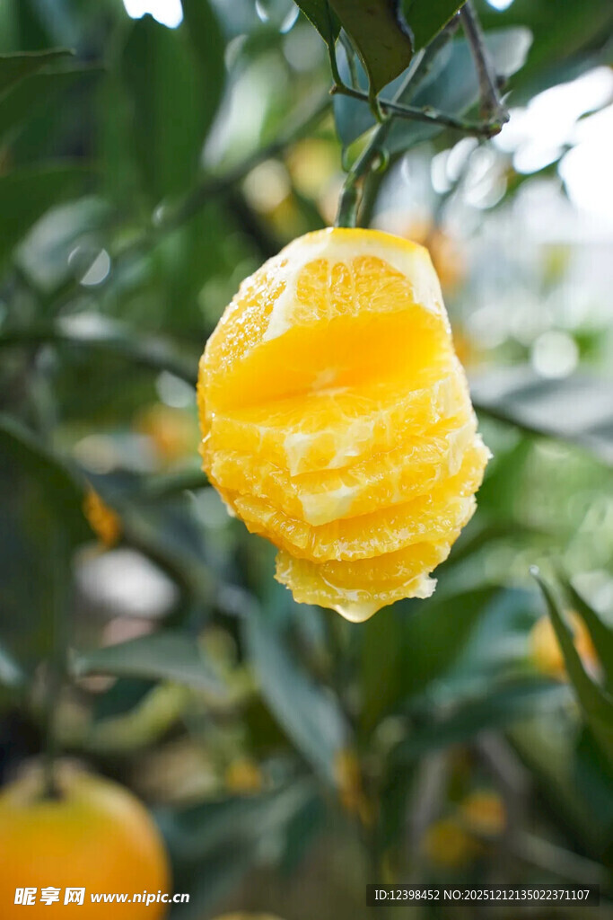 剥开的金黄橘子挂在枝头