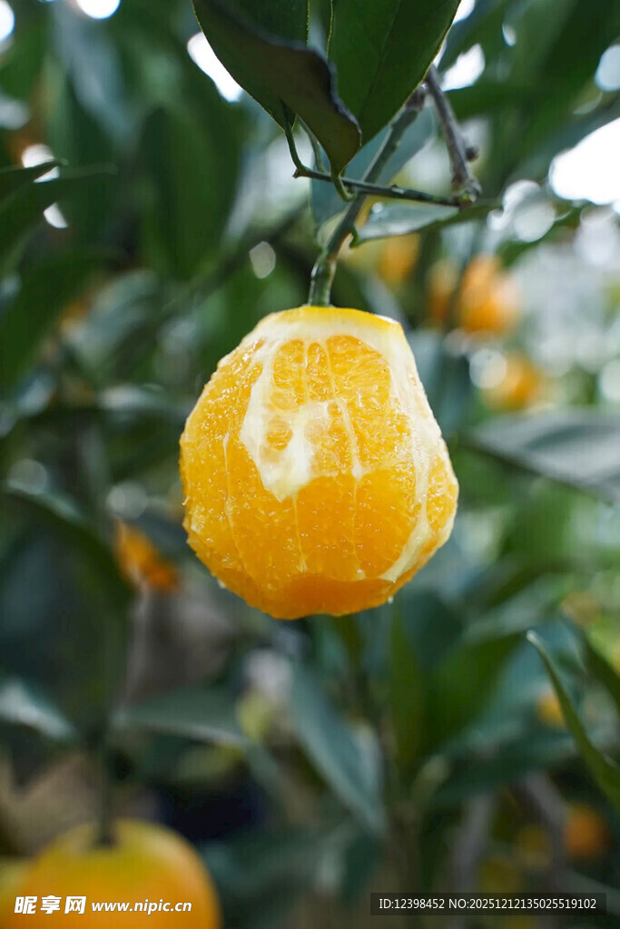 枝头黄澄澄的新鲜柑橘