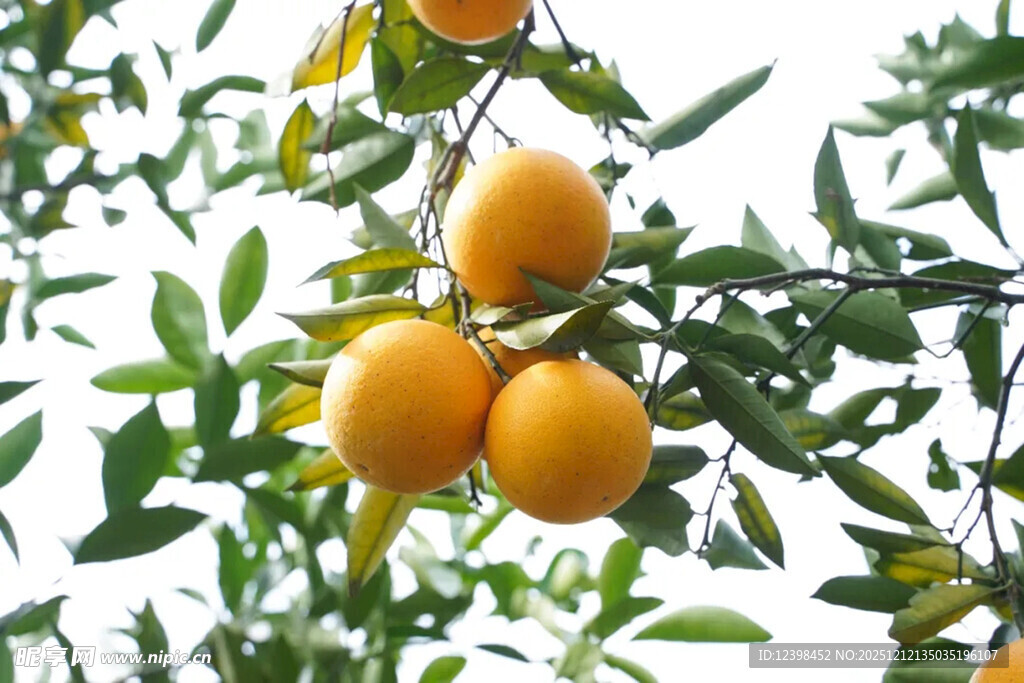 枝头饱满的金黄橙子