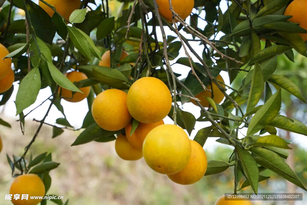枝头挂满金黄饱满的柑橘