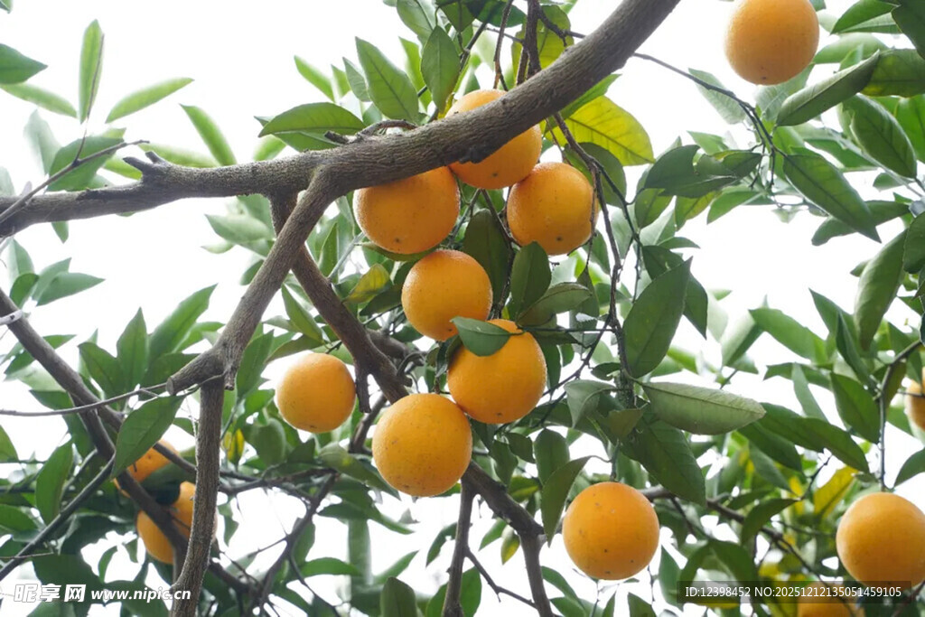 枝头挂满金黄的成熟橘子