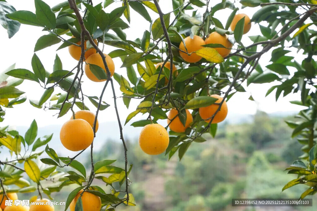 枝头挂满金黄柑橘