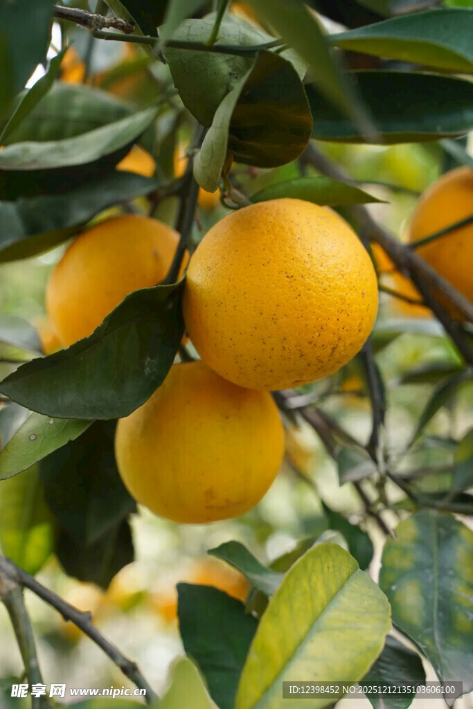 枝头饱满的金黄柑橘