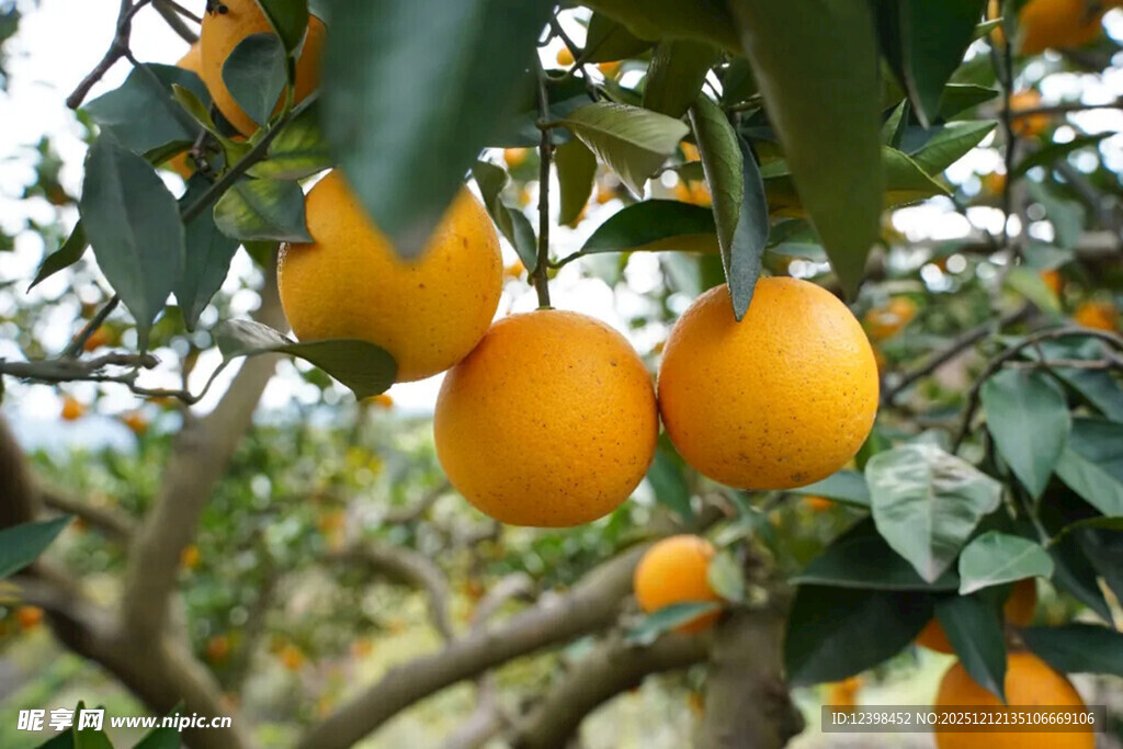 挂满枝头的金黄柑橘