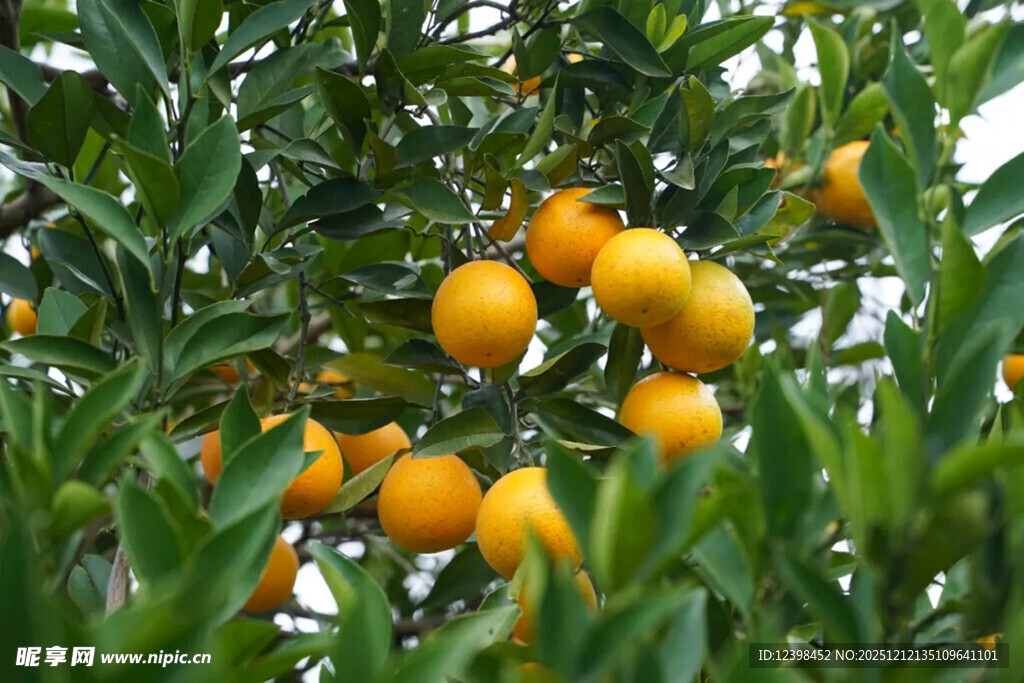 挂满枝头的金黄柑橘