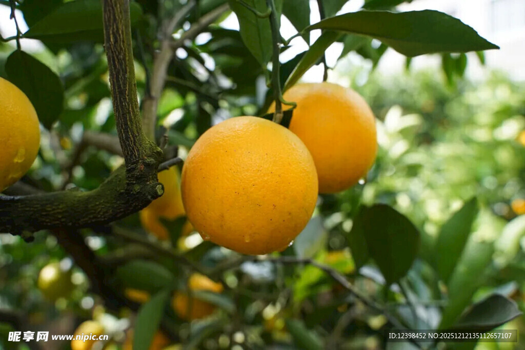 枝头黄澄澄的饱满柑橘