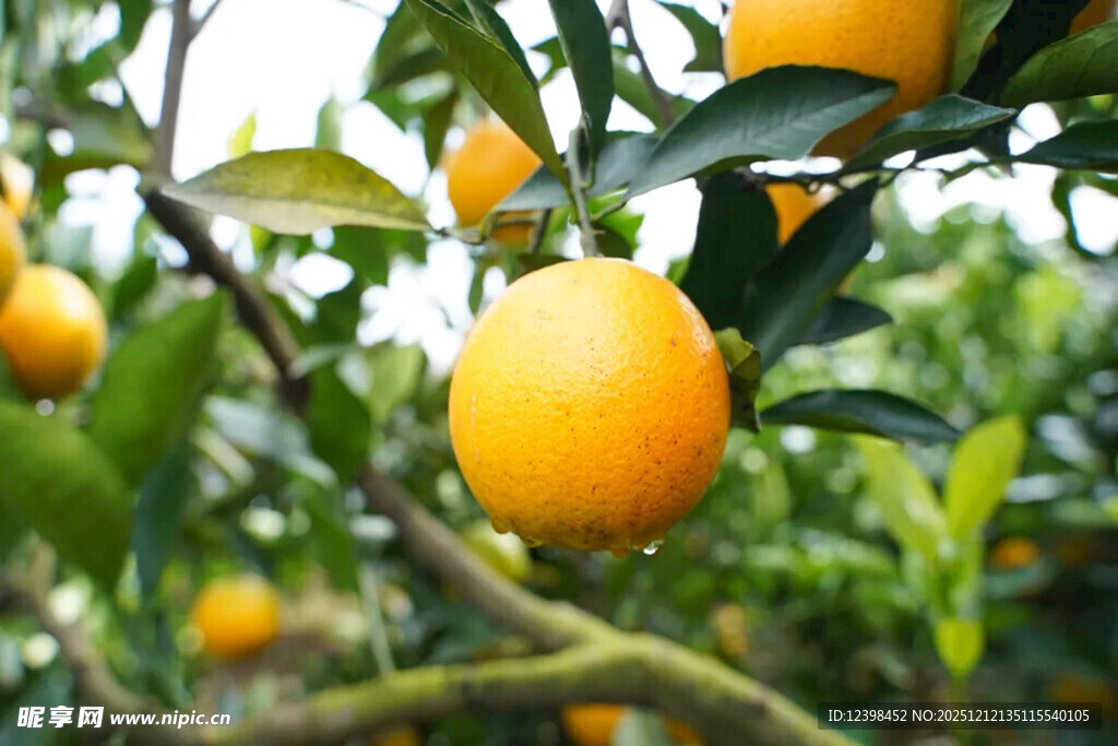 枝头金黄橙子挂满树