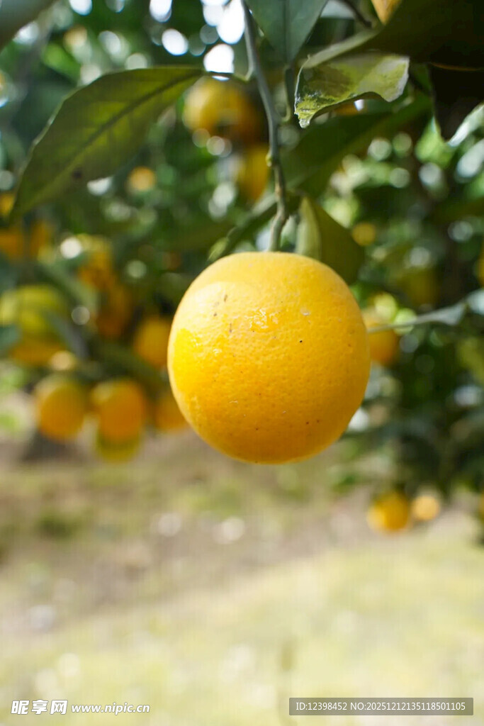 枝头金黄柑橘果实饱满
