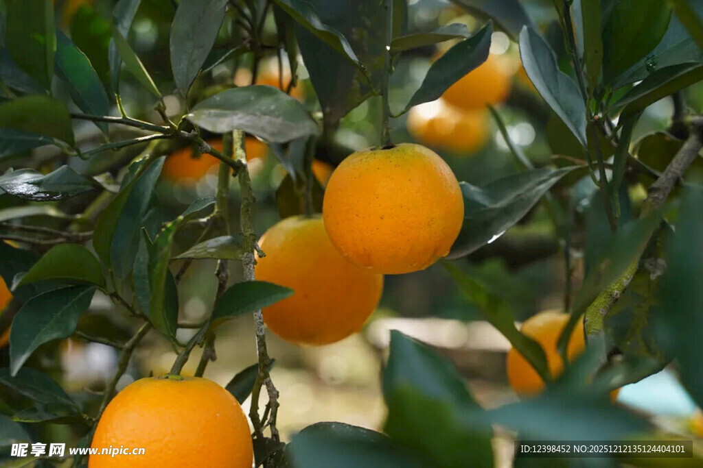 枝头挂满金黄柑橘