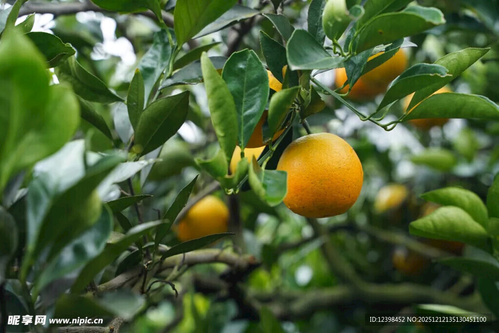 枝头挂满金黄饱满的橘子
