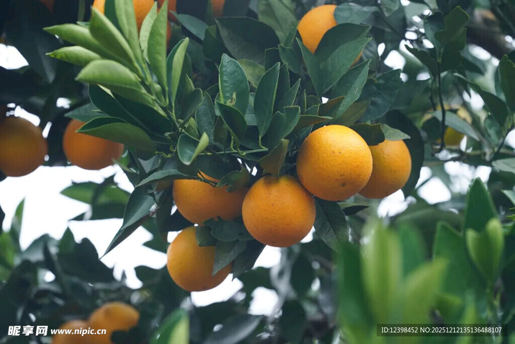 枝头挂满金黄的成熟橘子