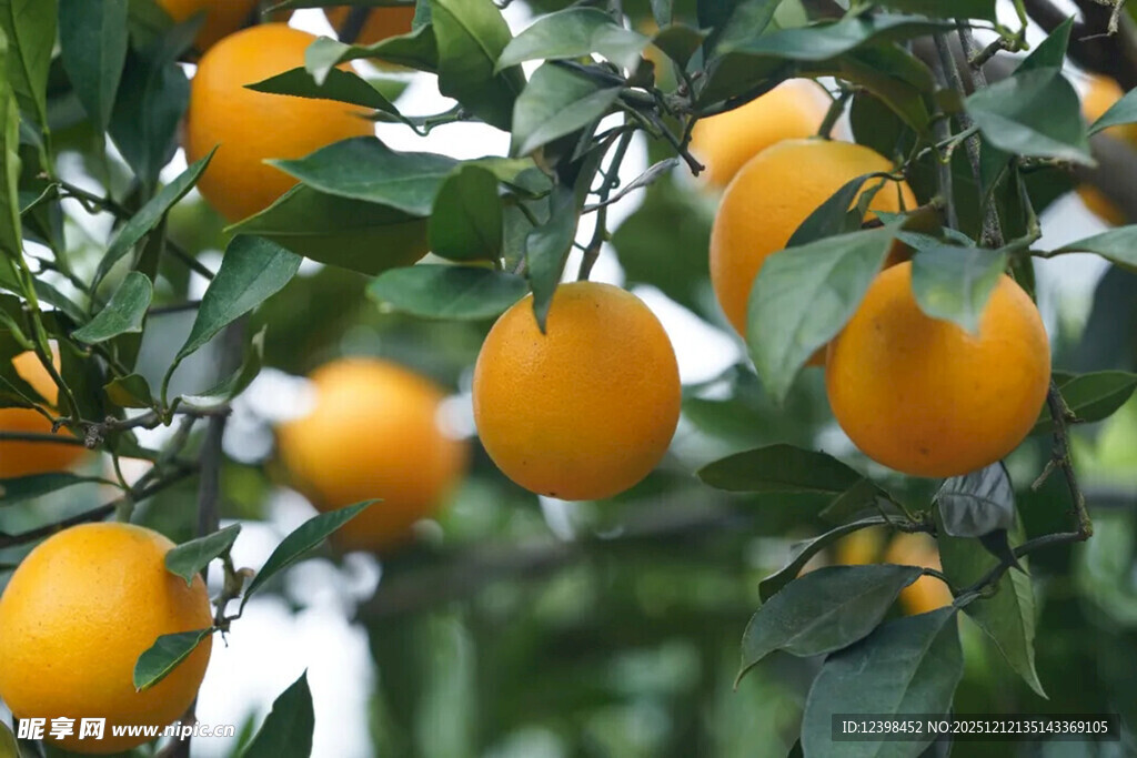 枝头挂满金黄诱人的橙子