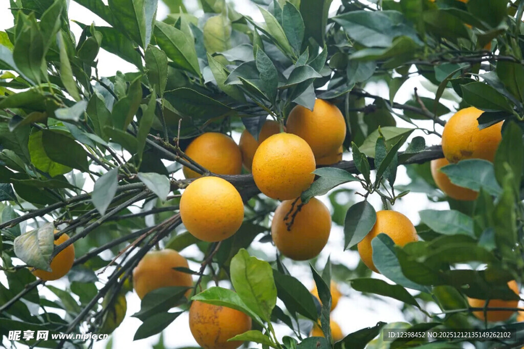 树上挂满饱满的橙色果实