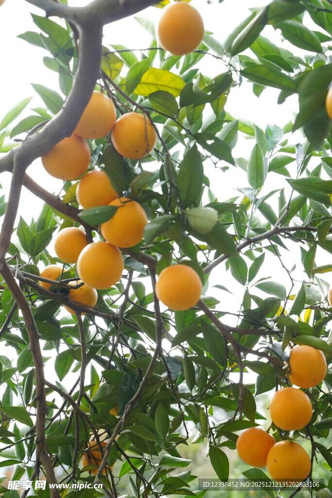 枝头挂满金黄诱人的橘子