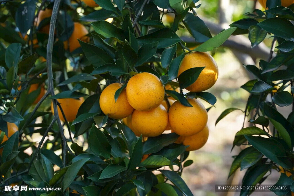 枝头挂满金黄的新鲜橙子