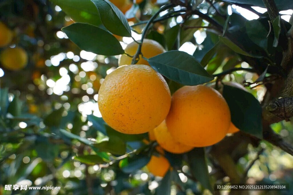 枝头饱满的金黄柑橘