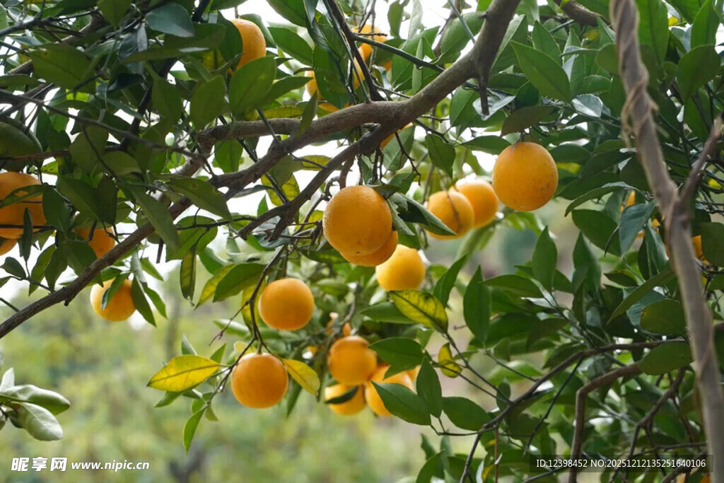 枝头挂满金黄的甜橙