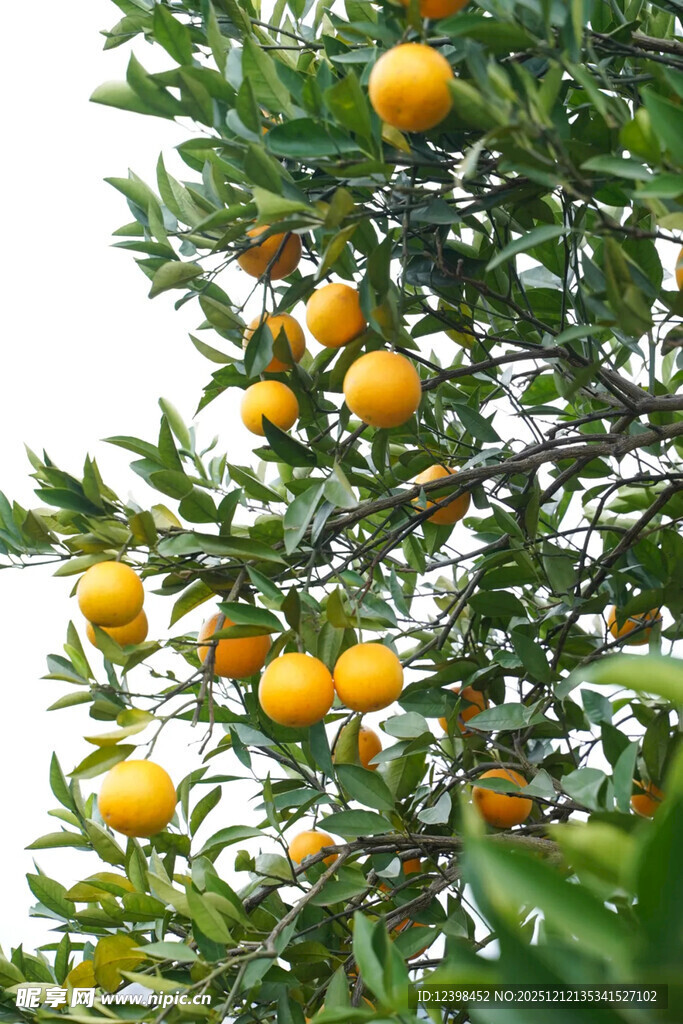 枝头挂满金黄的新鲜橘子