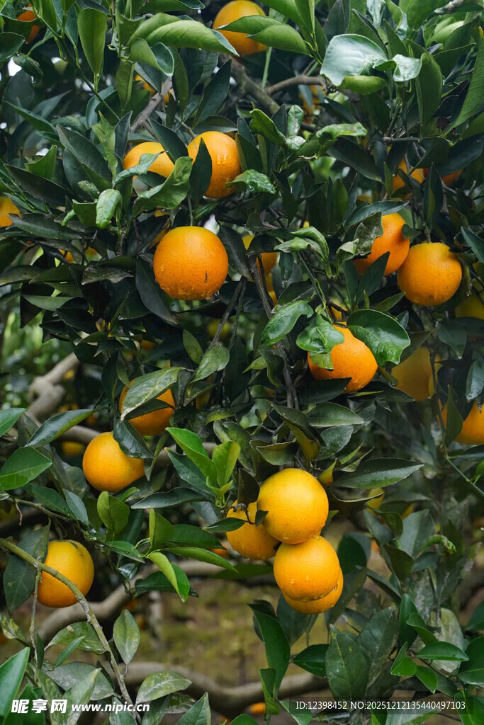 挂满枝头的金黄橘子