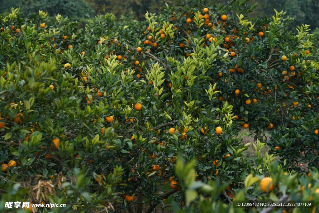 果园里成熟的柑橘挂满枝头