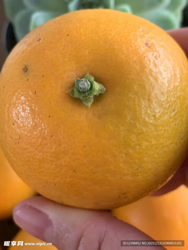 手捧新鲜橙子特写