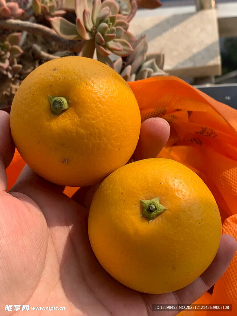 手中的新鲜柑橘