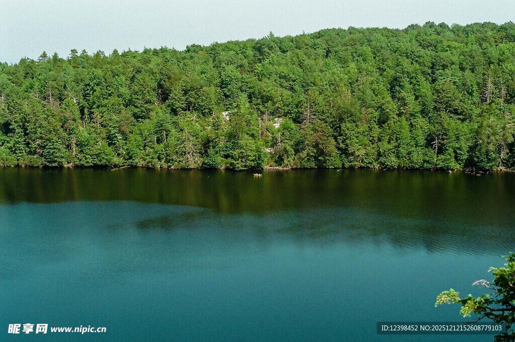 宁静湖水旁的葱郁森林