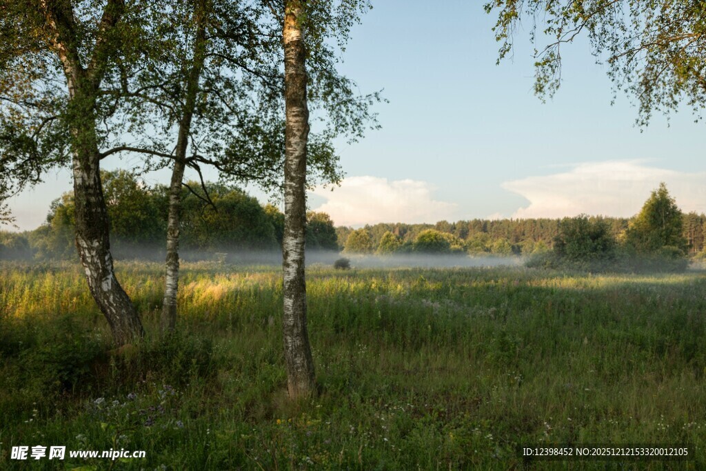 清晨河畔的静谧树林风光