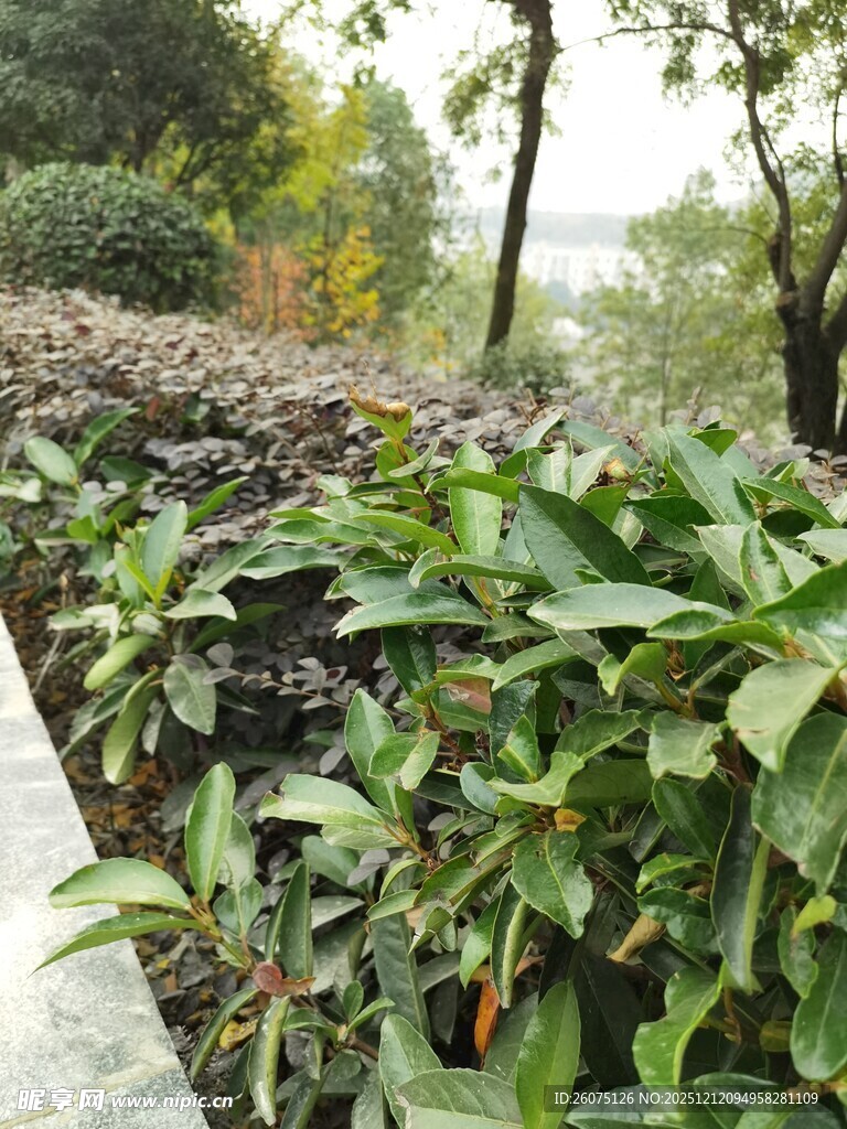 绿叶繁茂的户外植物景观