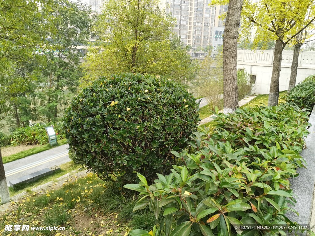 城市街边的绿植景观