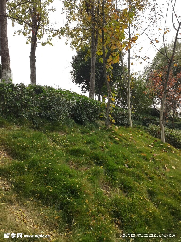 秋日山坡绿植风景图