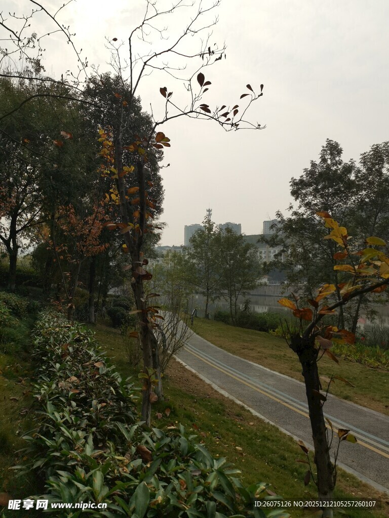 雾中蜿蜒小路旁的绿植