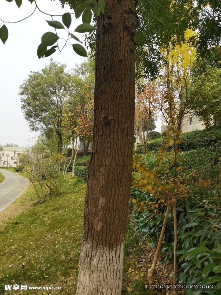 林间小道旁的树木与绿植