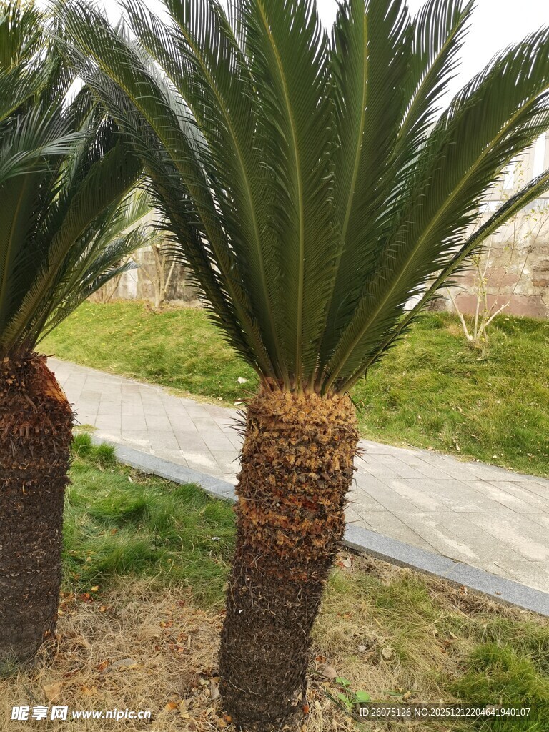 路边的两株苏铁植物